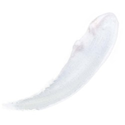 Ενυδατικό Lip Balm Pod με Λάδι Καρύδας 02 Coconut MON REVE 5gr Ενυδατικό Lip Balm Pod με Λάδι Καρύδας 02 Coconut MON REVE 5gr